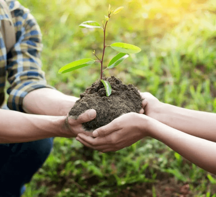 Two people holding a plant in their hands
