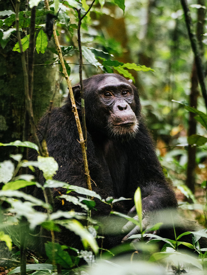 Chimpanzee 1
