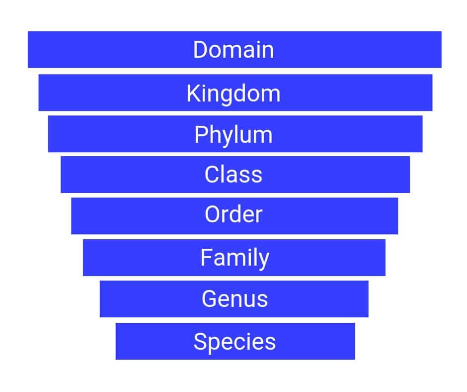 DAM Taxonomy chart